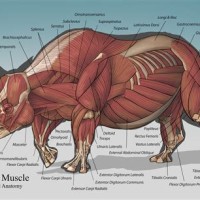 Rhino Diagram